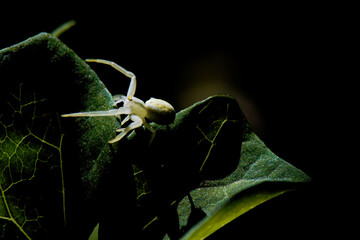 araignée crabe blanche 