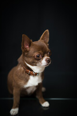 
Chihuahua puppy on a black background