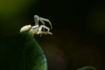 araignée crabe blanche 