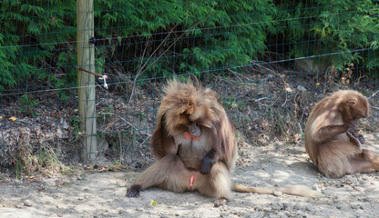 Gelada Baboons couple with problems