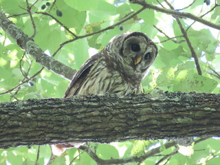 Barred owl on a branch