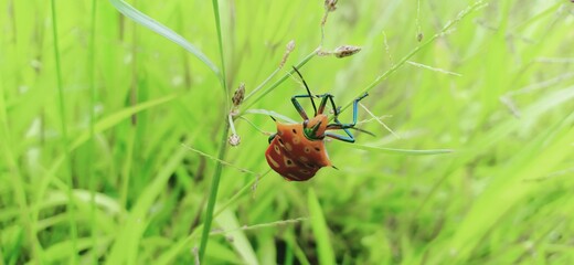 Beautiful insect on a grass