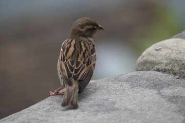 Sparrow sitting on a stone