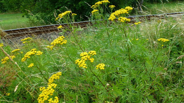 Natur neben Bahngleisen