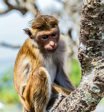 Monkey Ceylon portrait macaque