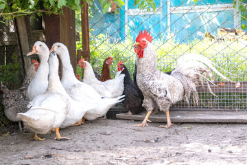 Beautiful rooster in the poultry house. White chickens and ducks in the pen. Poultry. Agriculture concept.