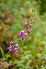 Wild purple flowers in the forest, Arouca, Portugal