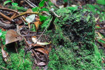Moss and leaves in tropical rainforest in Costa Rica