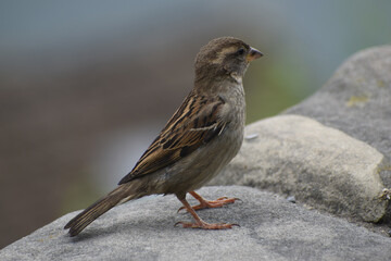 Sparrow standing on a stone