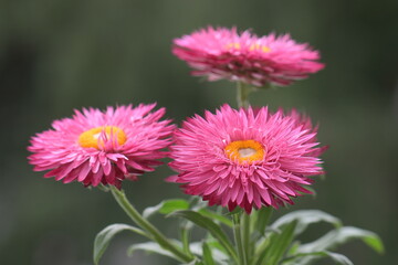 Obraz premium close up of pink flower