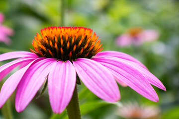 Beautiful blooming flower of Echinacea purpurea close up. Macro photography of a flower. Floral background for design. Blooming medicinal herb close-up. Nature concept.