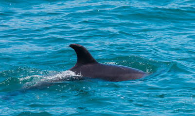 Dolphin in Bay of Islands, New Zealand