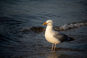 A Seagull stands in the water on a sandy beach in Goddard Memorial State Park, East Greenwich, Rhode Island
