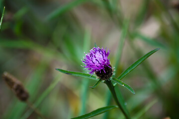 Trifolium medium con fondo desenfocado