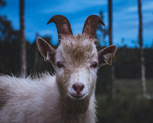 portrait of a goat