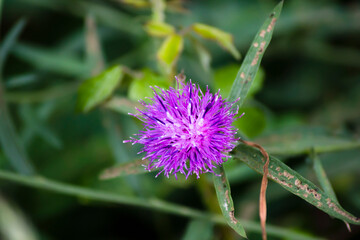 Trifolium medium con fondo desenfocado