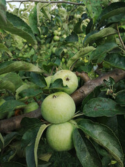 Green apple tree garden. Harvest fruits.