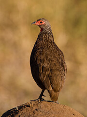 Swainso's Spurfowl in Kruger Park