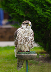 Falcon Sits On Stand, plain background