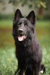 Obraz na płótnie Canvas Black Dog Shepherd Close-up