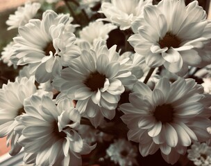 white flowers © Martyna