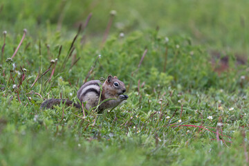 Naklejka na ściany i meble Ground squirrel in the grass searching for food 