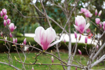 Obraz premium Pink magnolia in El Retiro, Madrid.