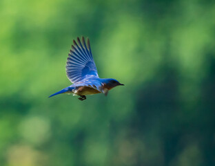 Blue Birds in flight