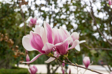 Fototapeta premium Pink magnolia in El Retiro, Madrid.
