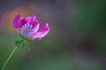 Fototapeta premium Eine Blume mit noch einer kleinen Blume
