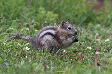 Chipmunk in the grass eating dandelions and seeds in Brtitish Columbia Canada