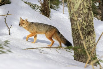 South American gray fox walking in a forest covered in the snow in Patagonia, Argentina - Powered by Adobe