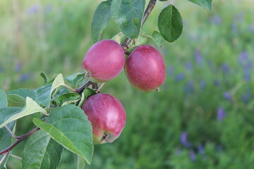 red apples on a branch