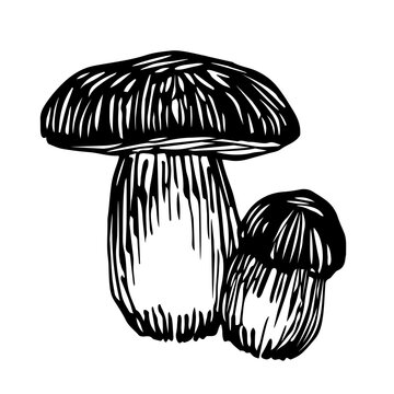 forest edible mushroom, boletus, delicious food, vector illustration with black contour lines isolated on a white background in a hand drawn  style