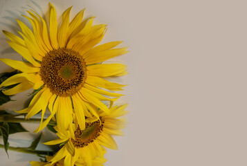 Sunflower flowers on a light background. There is room for text.