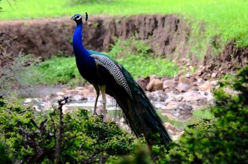 Fototapeta premium A peacock in the Ranthambore national park