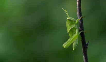 Indian Grasshopper 