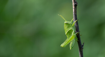 grasshopper on field