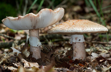 Close-up of two False death caps, inedible and toxic mushrooms 