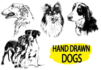 Set of images with dogs. Dog breeds. Collie, greyhound, Senenhund. Drawing by hand, drawing pen. - 367836321