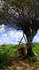 A beautiful shot of a basket used for agricultur in myanmar on a hike from taungoo to lake inle.