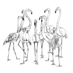 Flamingo Professional drawing in vintage style. A flock of birds. Freehand drawing. Drawing with ink, drawing with a pen.