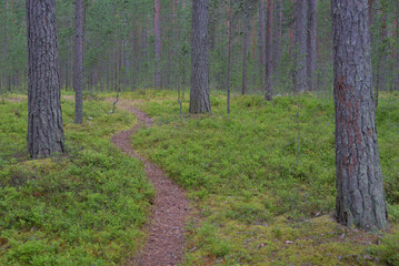 Path in a pine forest.