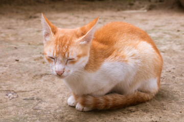 A beautiful cat is looking with calm eyes. It's A Bangladeshi pet cat.