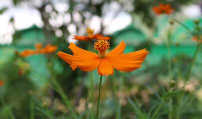 orange flower in the garden