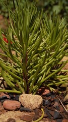 Obraz premium succulent plant