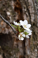 spring apple blossom on bark background