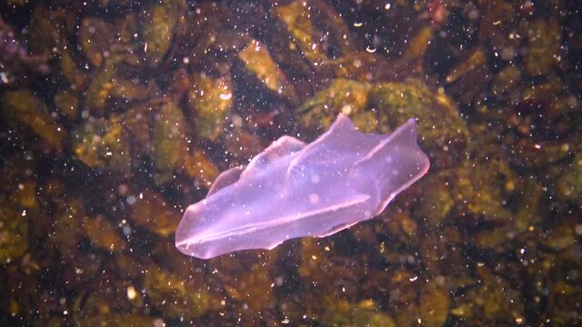 Ctenophores, predatory comb jellyfish invader to the Black Sea, jellyfish Beroe ovate, devouring Mnemiopsis leidy.