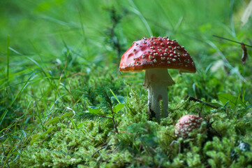 Toadstool in the Durmitor national park