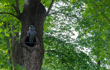An iron owl sits in a hollow tree in the Park against a background of green leaves